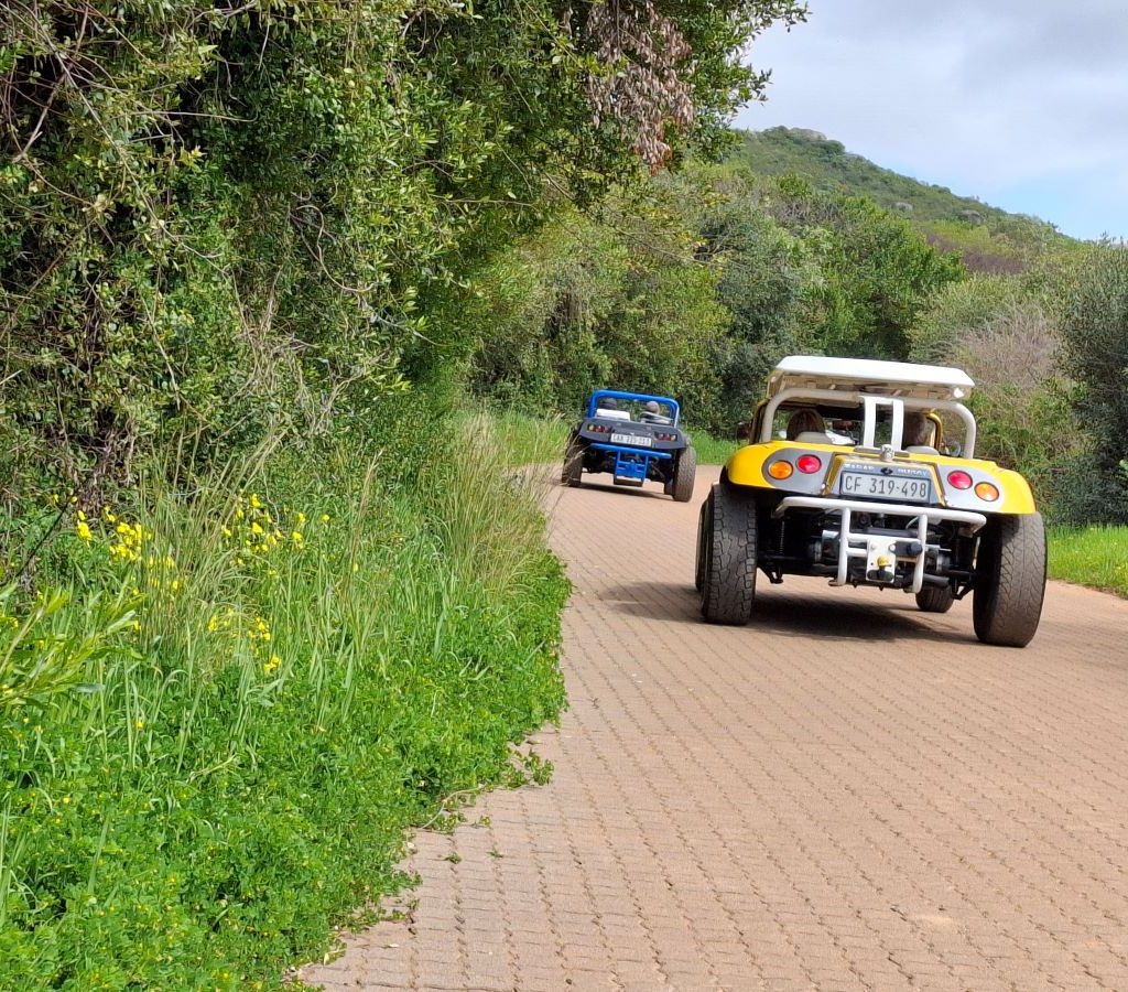 A rear view of the Wild Buggers beach buggies driving on a brick road during their run.