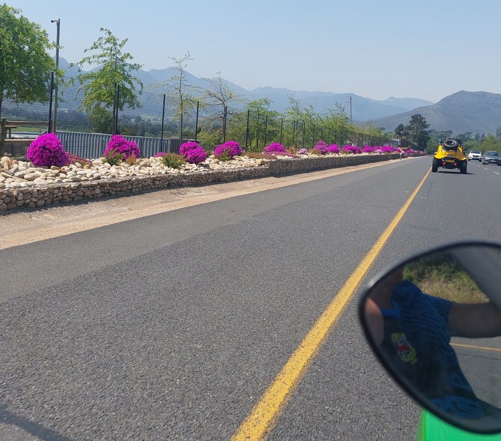 Beach buggies driving past the beautiful purple vygiebos during the Wild Buggers Winelands Breakfast Run.