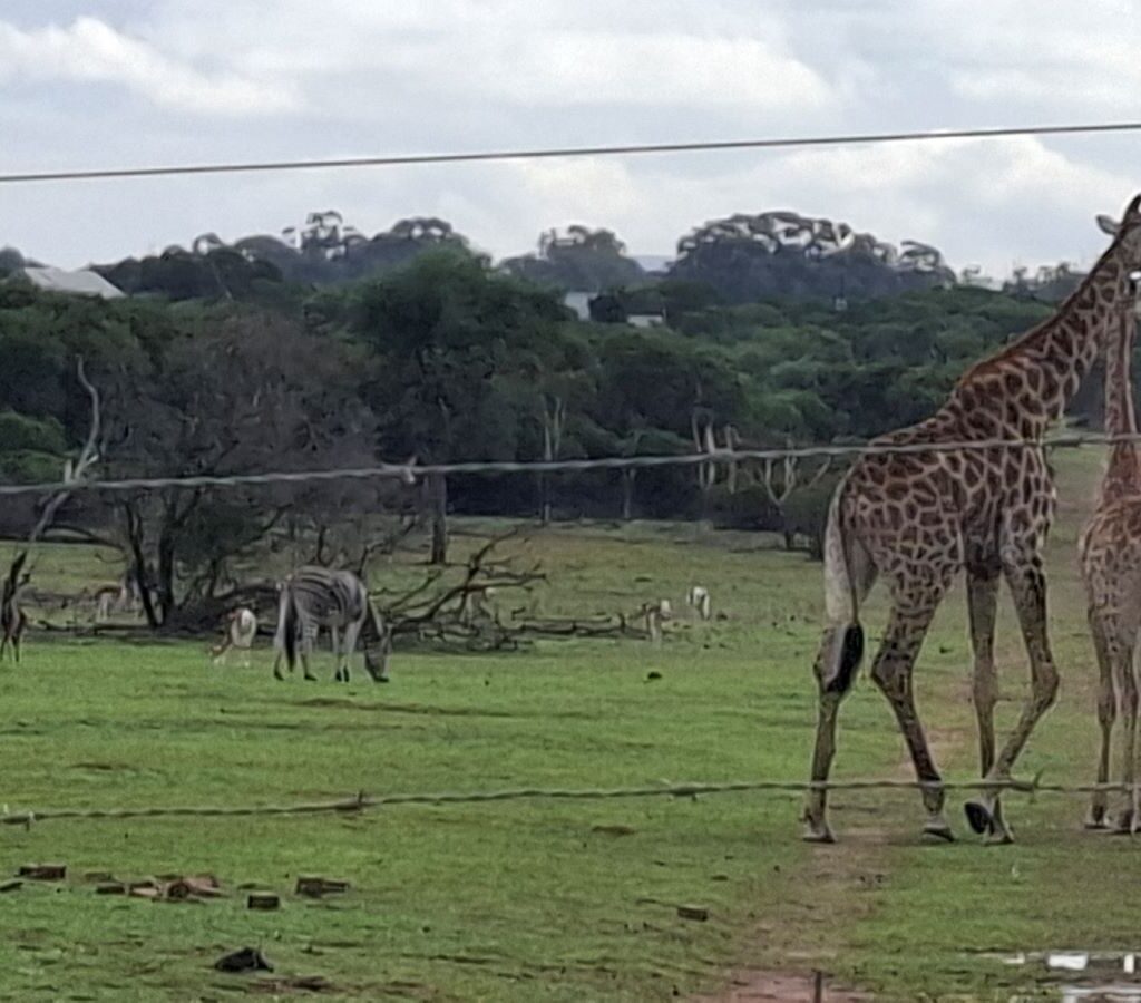 Giraffes, zebras, springboks, and blue wildebeest visible in the "African Savanna" during The Wild Buggers' Tony & Sue's Run, with Beach Buggies out of frame.