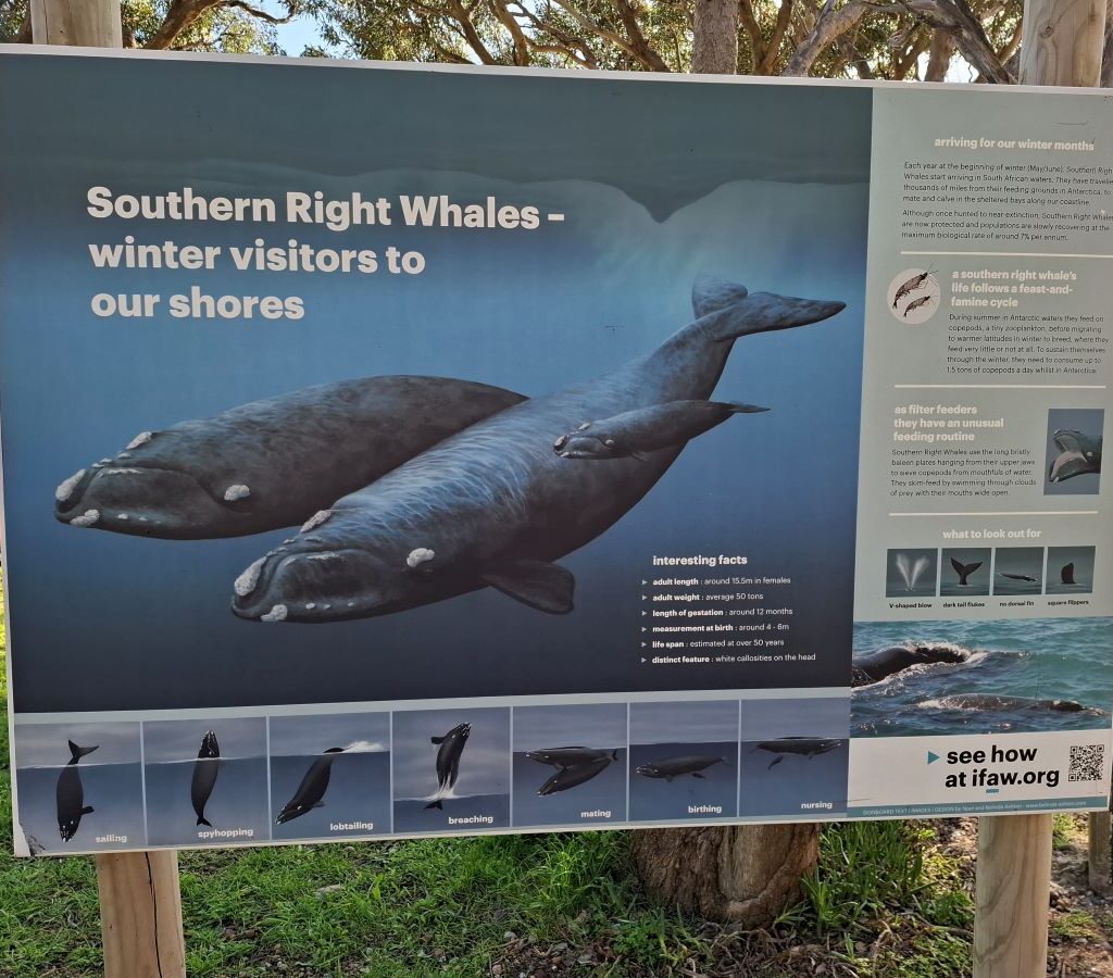 Poster of whales at Chapman's Peak lookout point with ocean in background