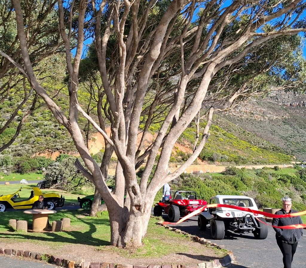 Wild Buggers beach buggies and VWs parked under trees with mountains in background