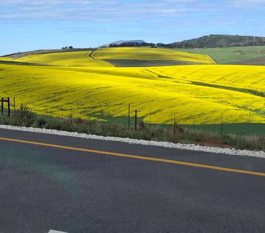 A photo of a beautiful, vast field of bright golden yellow canola flowers, stretching out under a sunny sky, taken during a Wild Buggers club run.