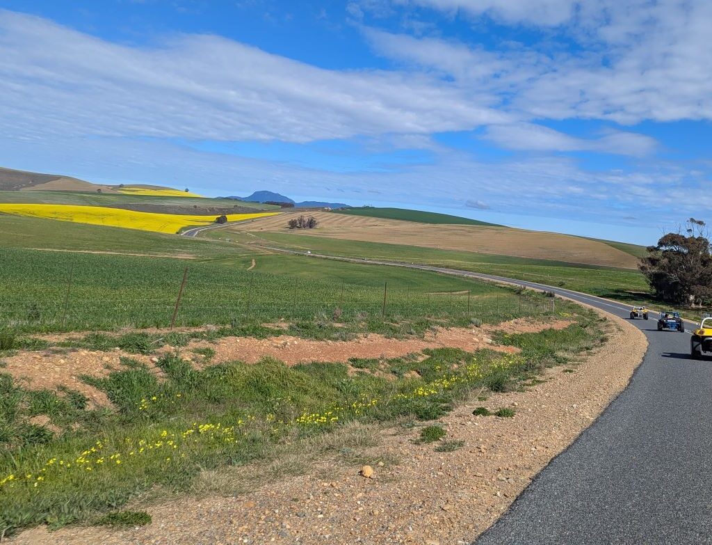 A photo of a convoy of Wild Buggers' vehicles, including beach buggies and VW Beetles, driving on a road surrounded by a scenic landscape with alternating patches of green fields and golden yellow canola fields.