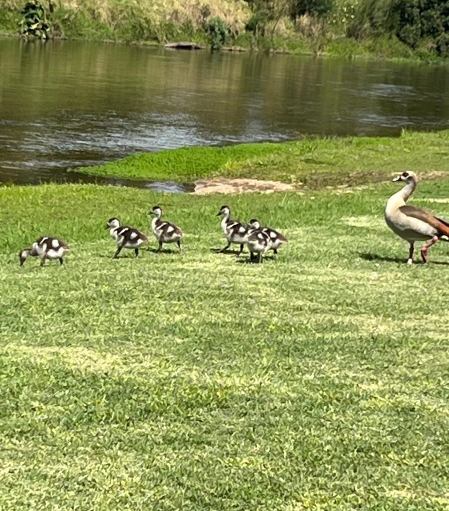 A photo taken at the Bergriver Resort camp showing a mother duck leading a line of fluffy ducklings across the campsite toward the water, providing a scenic and funny interruption to the Wild Buggers weekend.