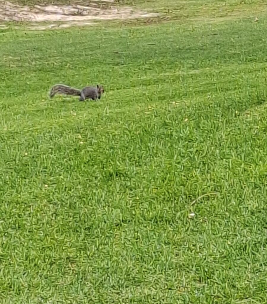 A charming, candid photo of a lively squirrel playing on the lawn at the Bergriver Resort camp, seen by Wild Buggers members during their peaceful club camp weekend.