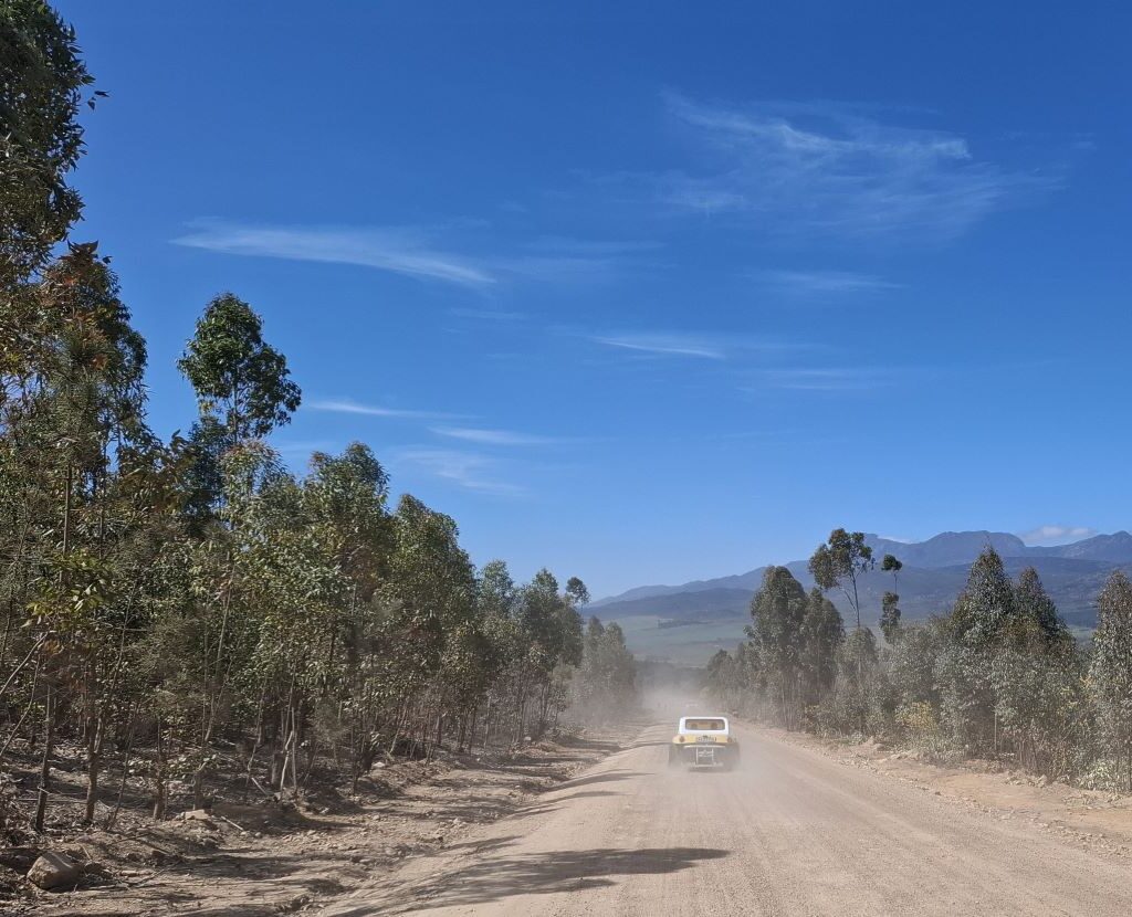 A line of Wild Buggers' VW Bugs follow Chris's VW Beach Buggy on the gravel Highlands Road, with tall trees on the sides.