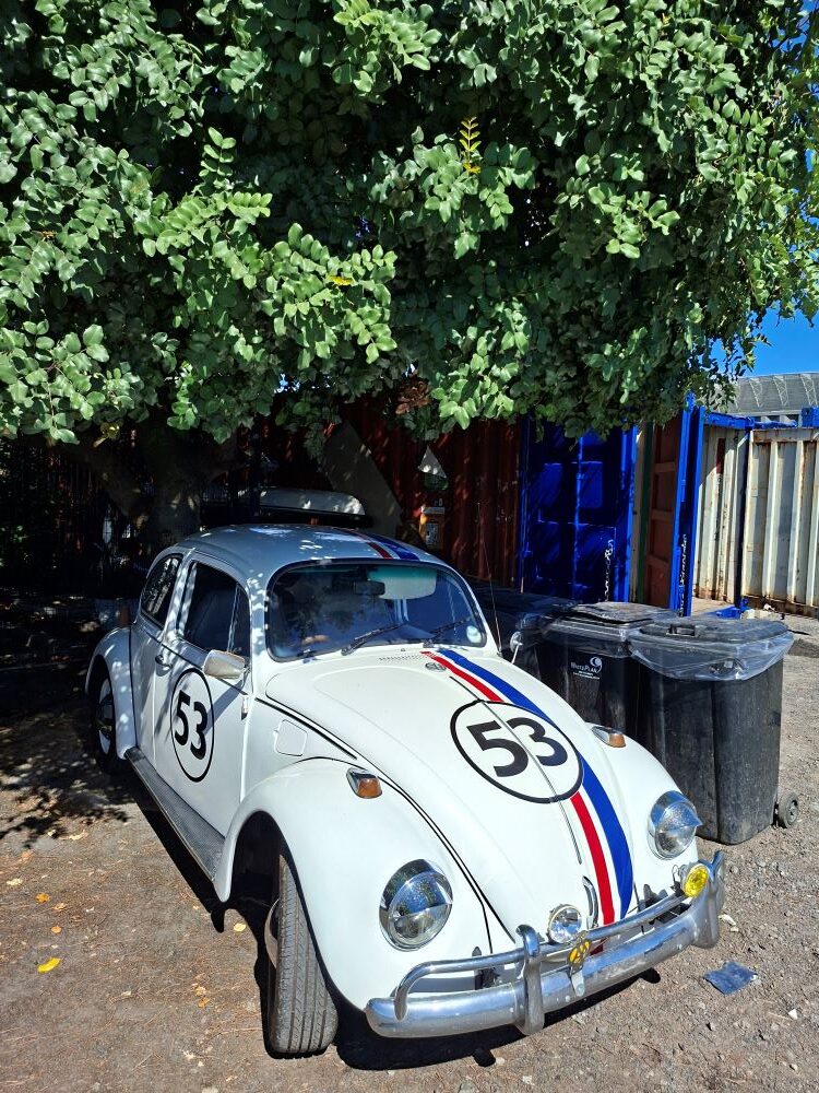 Neil and Maddox’s iconic #53 Herbie VW Beetle with its 1600 air-cooled motor parked under a tree at the Oceana Power Boat Club in Cape Town.