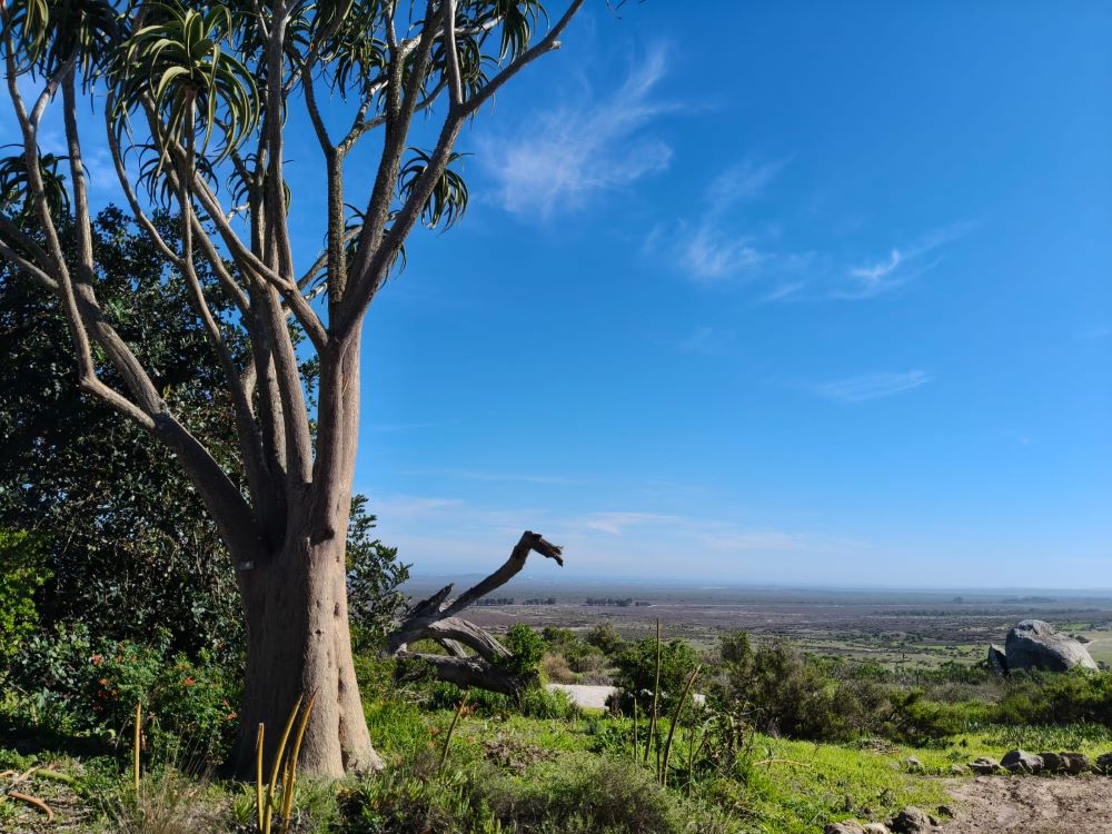 A striking tree and wide West Coast landscape outside !Khwa ttu during the Wild Buggers West Coast cultural experience Run, showing the natural scenery around the San Heritage Centre.