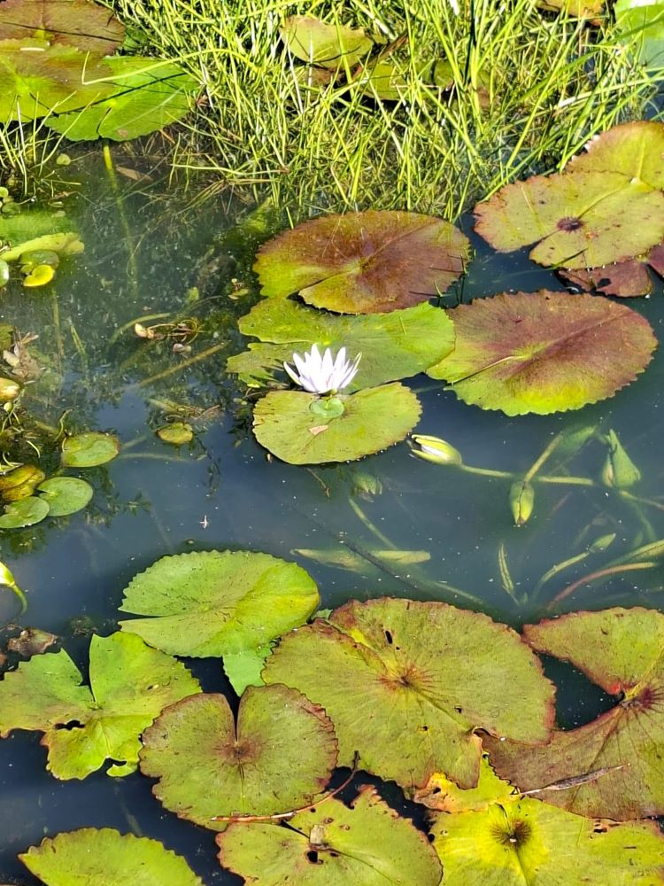 A garden pond with waterblommetjies at !Khwa ttu during the Wild Buggers West Coast cultural experience Run, adding a peaceful West Coast nature moment to the San Heritage Centre visit.
