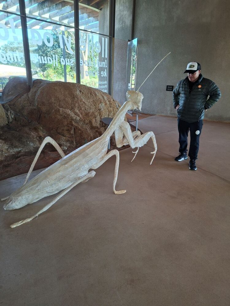 Neil looking at a giant praying mantis display at !Khwa ttu during the Wild Buggers West Coast cultural experience Run, adding a fun and quirky nature moment to the San Heritage Centre visit.