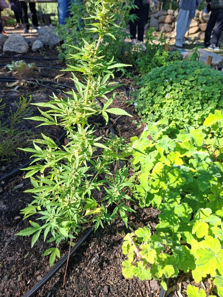 A close-up of a native medicinal plant known locally as dagga in the indigenous garden at !Khwa ttu during the Wild Buggers West Coast cultural experience Run at the San Heritage Centre.