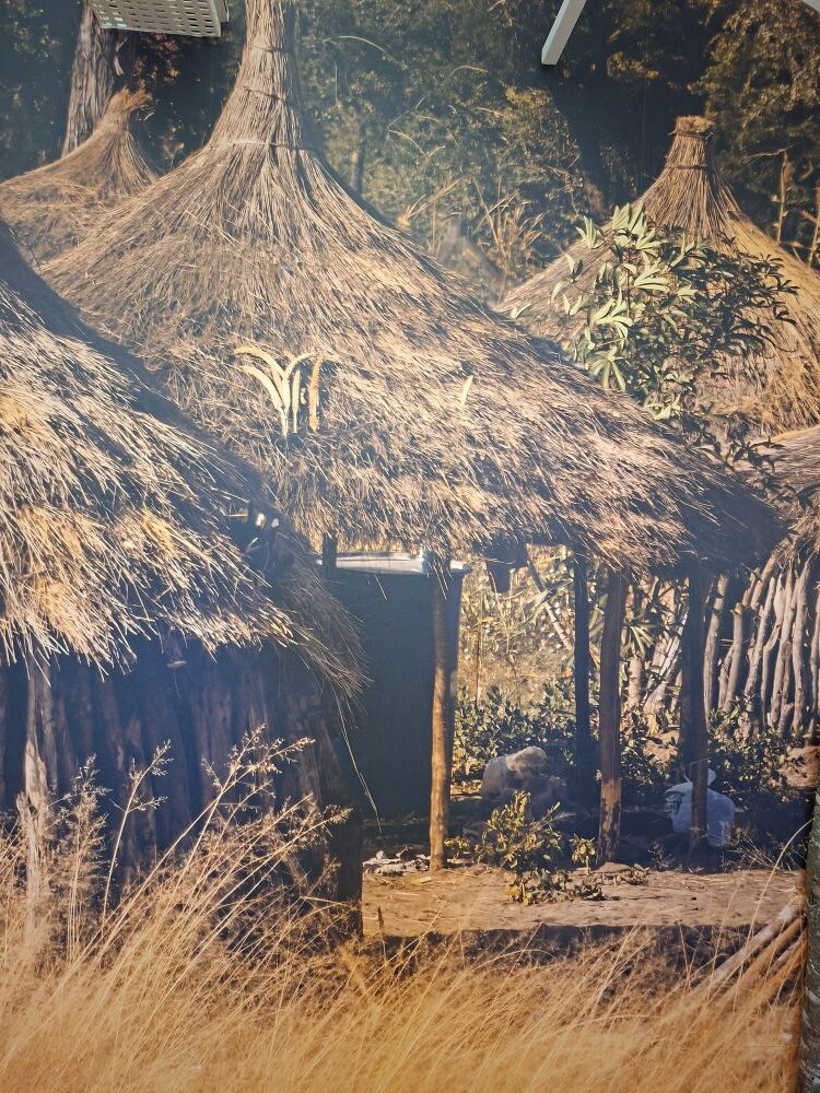 A traditional San grass hut display inside an exhibition hall at !Khwa ttu during the Wild Buggers West Coast cultural experience Run, highlighting historical housing at the San Heritage Centre.