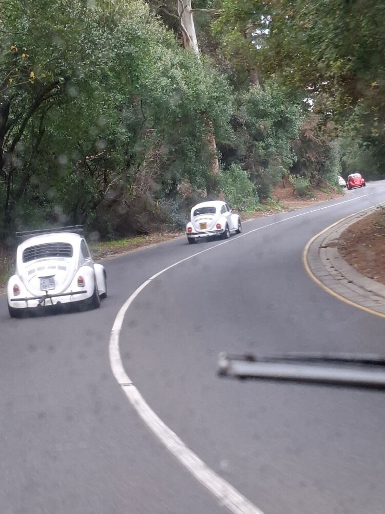 A view through a rain-streaked windscreen showing a convoy of classic VW Beetles driving along a winding, tree-lined road in Cape Town during a car club run.