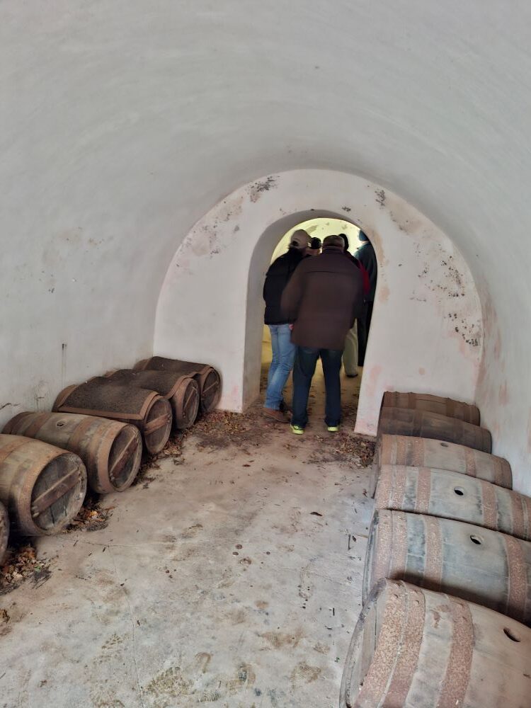 A view inside a historic arched white concrete cellar dungeon with old wooden wine barrels lining the walls, as car club members walk through a low doorway exploring the historic structure.