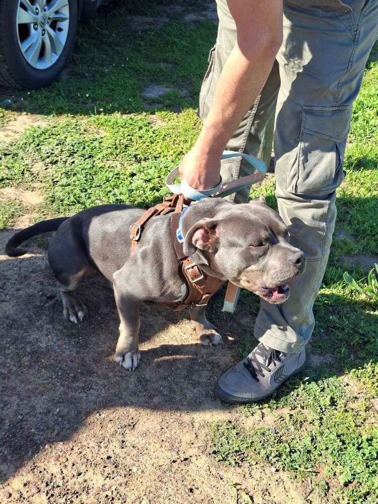 A muscular American Pocket Pitbull standing on a leash next to its owner during a rest stop at De Werf on the Wild Buggers Beach Buggy Club Propellers and Pistons Winter Cruise.