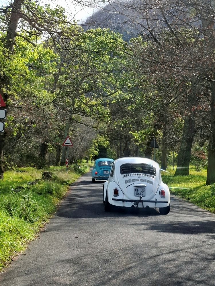Classic VW Beetles driving up the tree-lined road leading toward Rhodes Memorial.