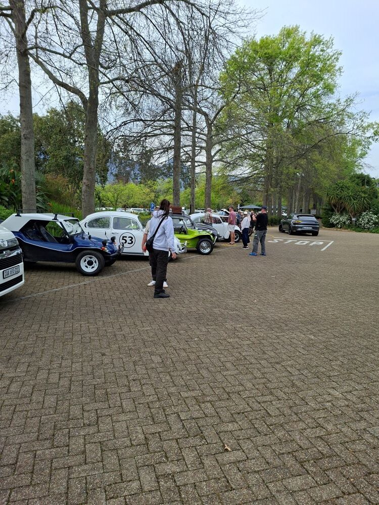 Alt Text: A line of classic air-cooled VWs and beach buggies parked up at Lourensford Market in the Helderberg.