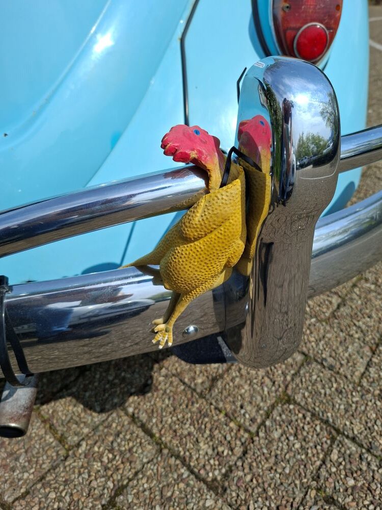 A humorous novelty rubber chicken ornament strapped to the chrome rear bumper of a classic blue Beetle during the club outing.