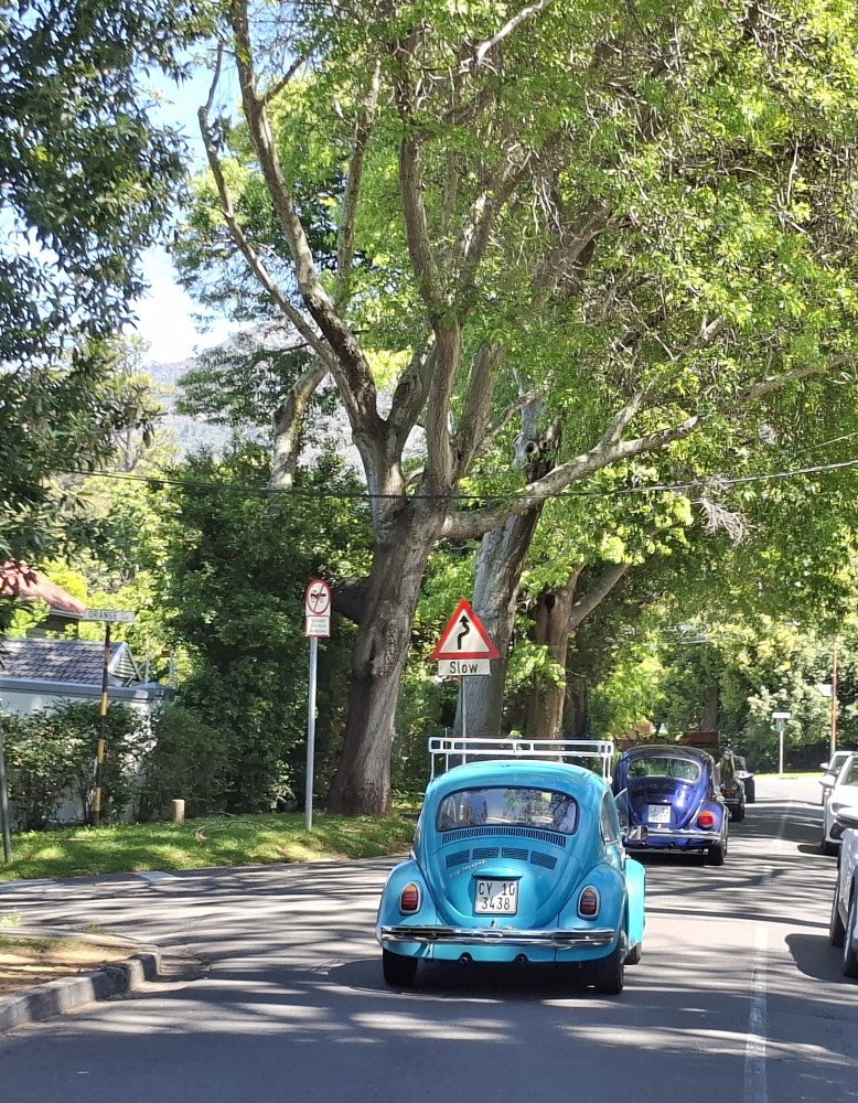 A bright blue classic VW Beetle with a roof rack driving along a tree-lined suburban street under dappled shade.