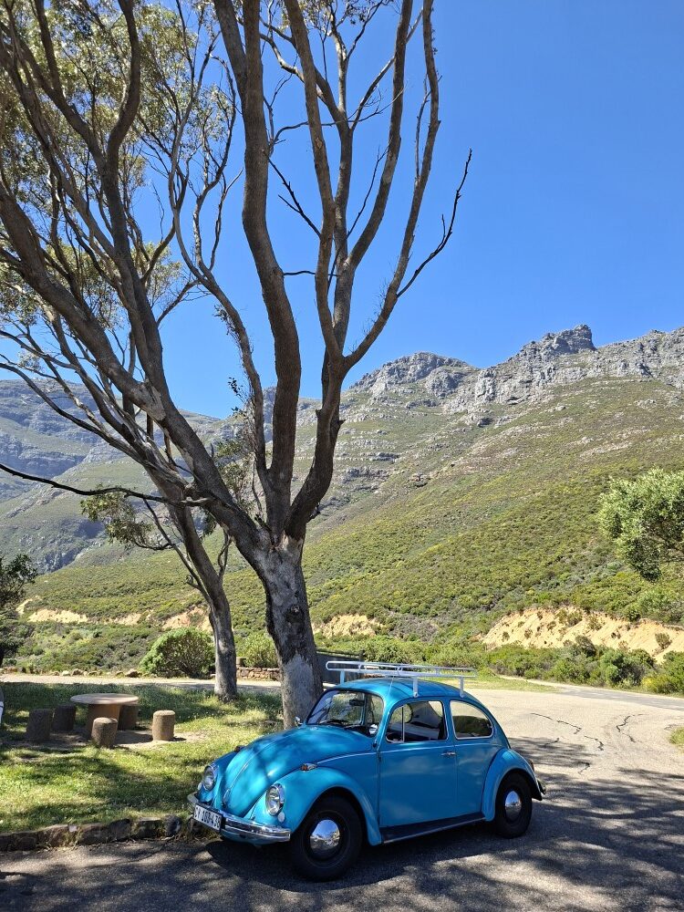 Heinrich Thiart's turquoise blue classic VW Beetle parked beneath tall trees at a mountain picnic stop along Chapman's Peak Drive.