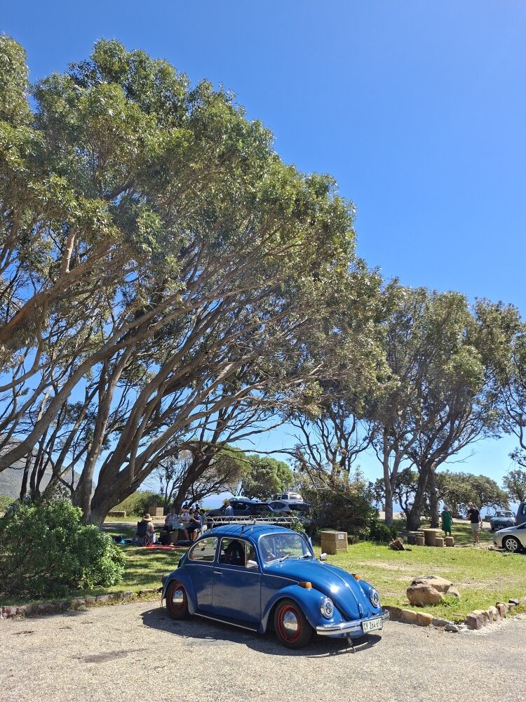 A lowered classic blue VW Beetle with a roof rack parked at a coastal picnic site under large trees with mountains in the background.